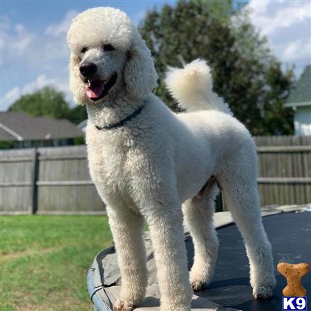 MonarchPoodles Picture 1